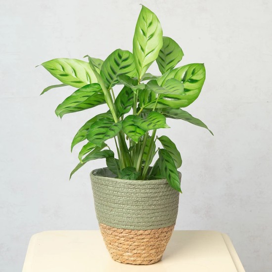 Calathea - növény