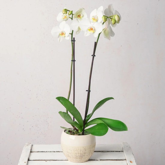 Cserepes orchidea - fehér