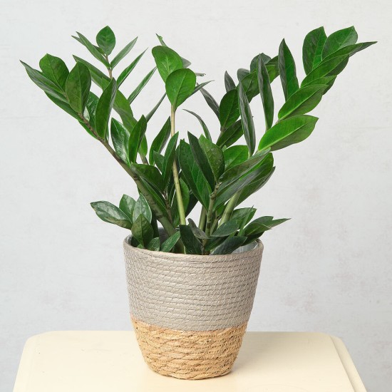 Zamioculcas - növény