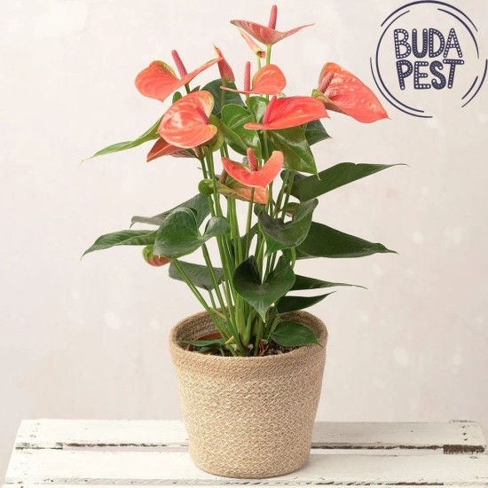 Anthurium Plant with pot - only to Budapest