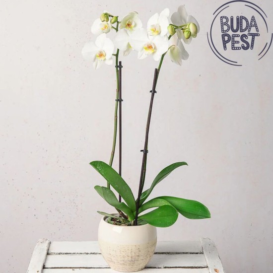 Orchid plant with pot only to Budapest