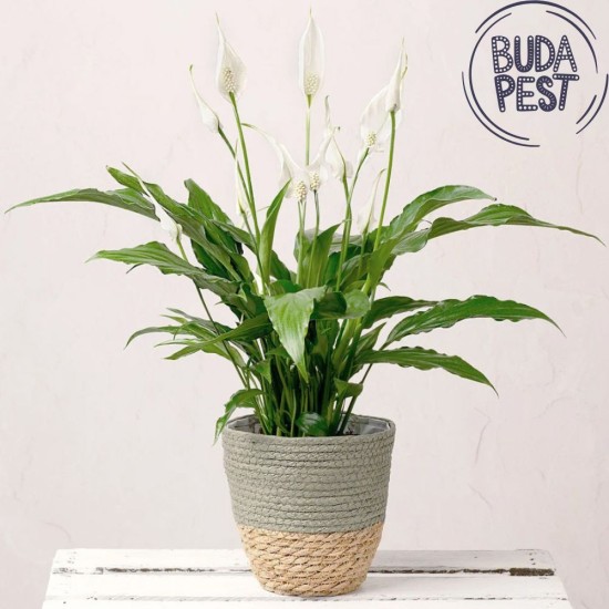 Spathiphyllum plant - only to Budapest